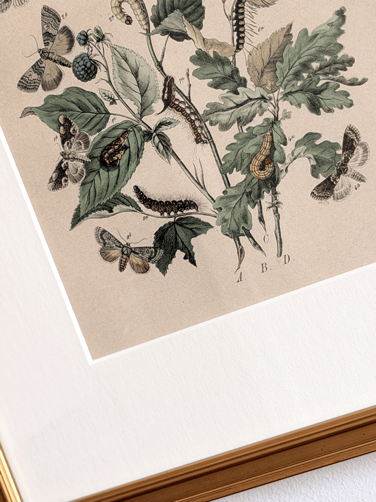 Antique 1843 Henry Noel Humphreys Hand-Colored Lithograph Print, Plate 32