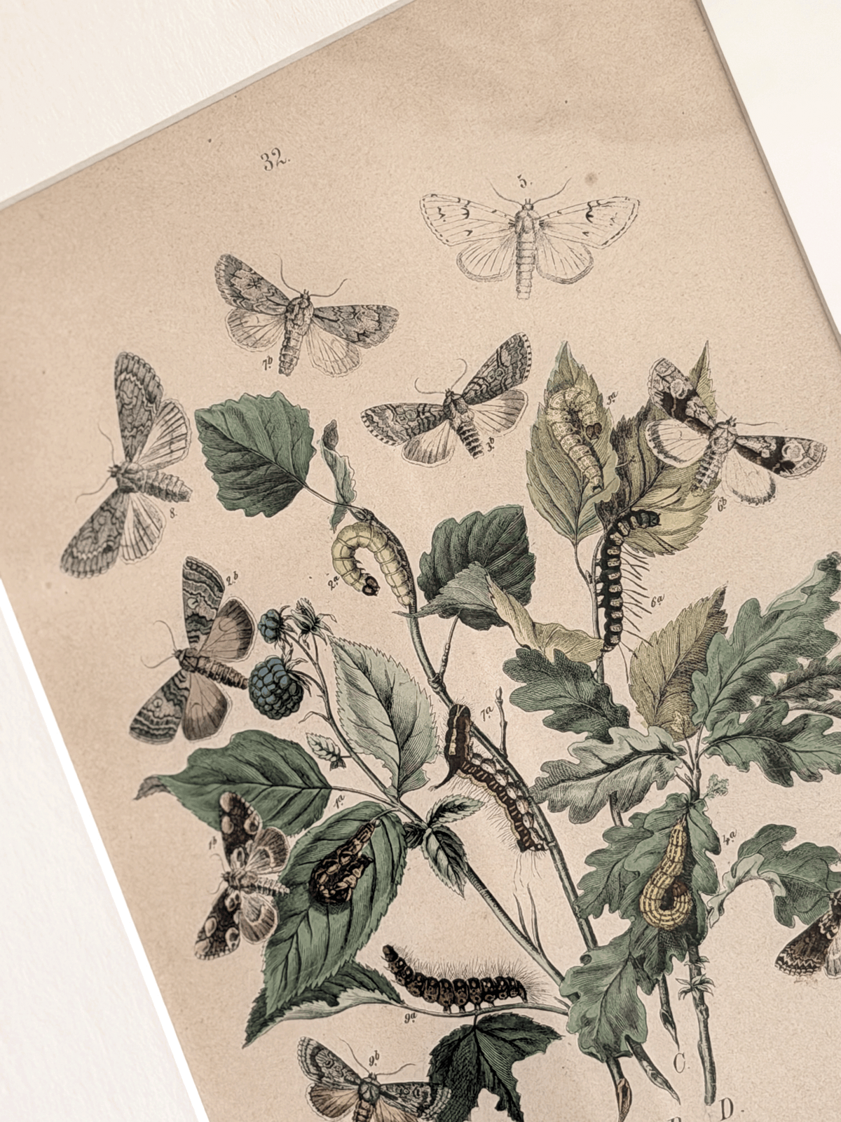 Antique 1843 Henry Noel Humphreys Hand-Colored Lithograph Print, Plate 32