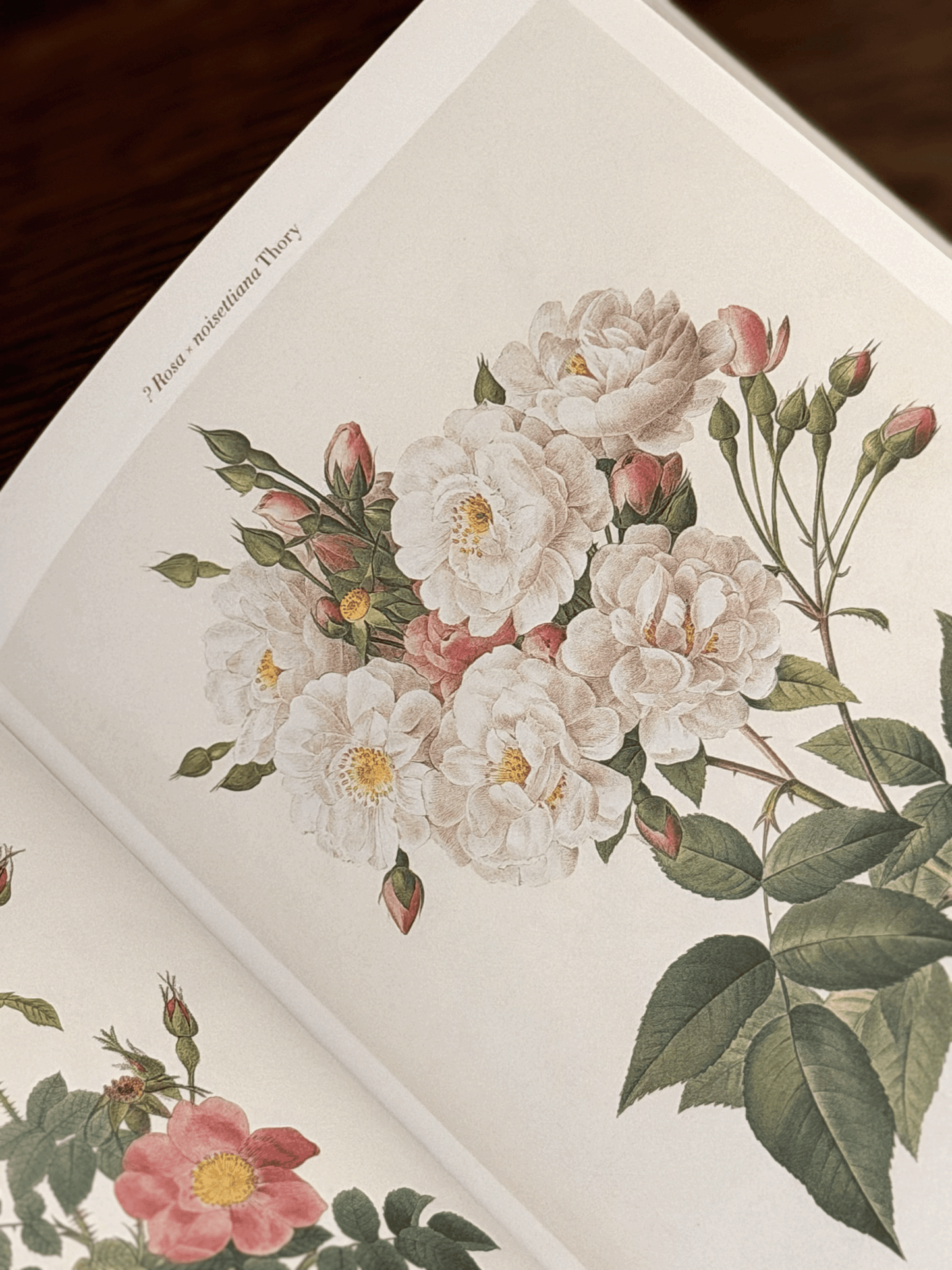 The Roses (Pocket Edition), Pierre-Joseph Redouté