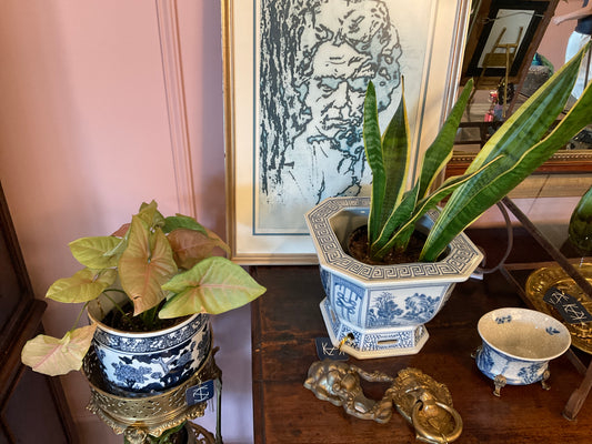 Medium low light plants