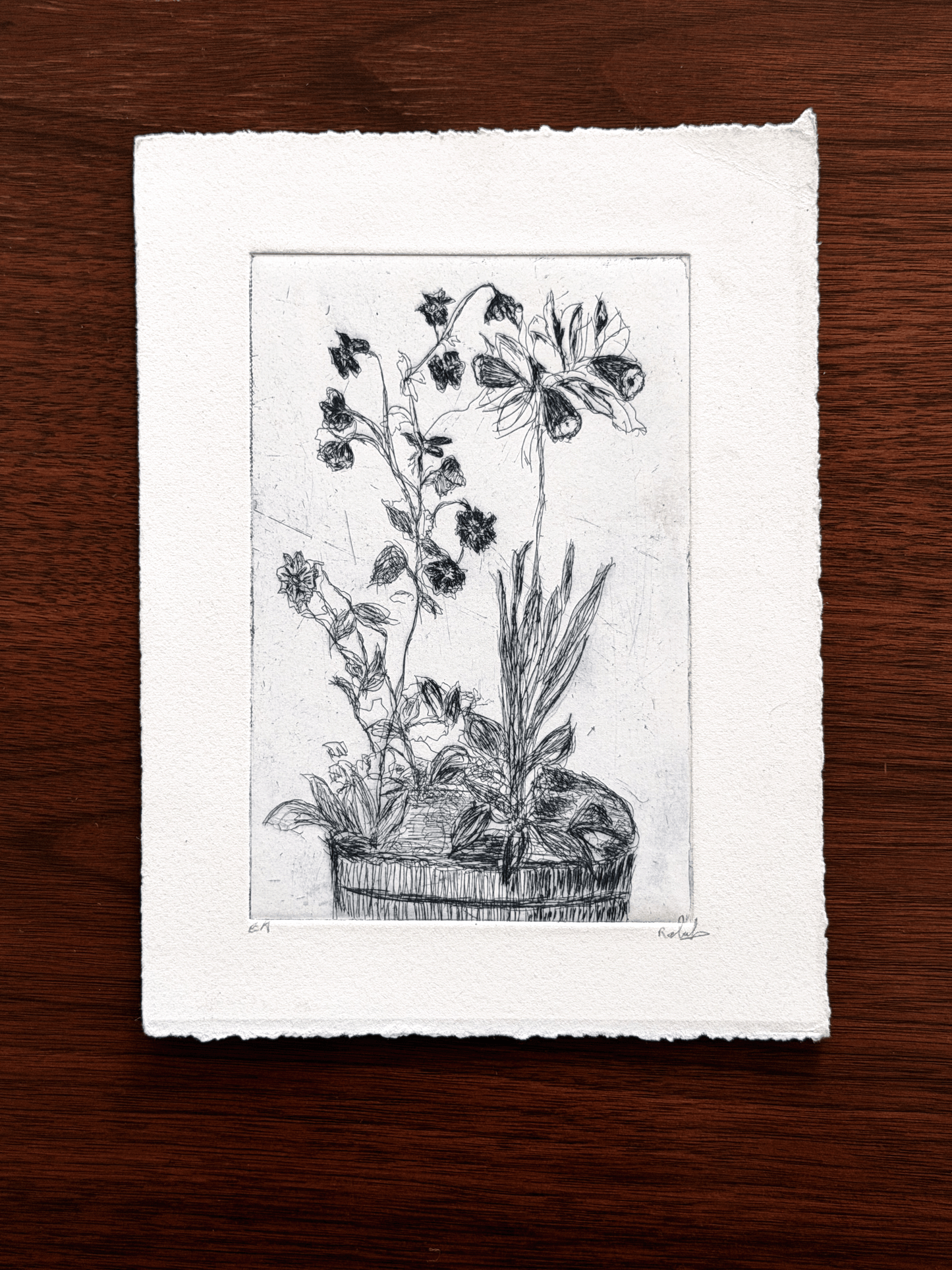 A black and white botanical etching on textured handmade paper, displayed flat on a dark wood background.