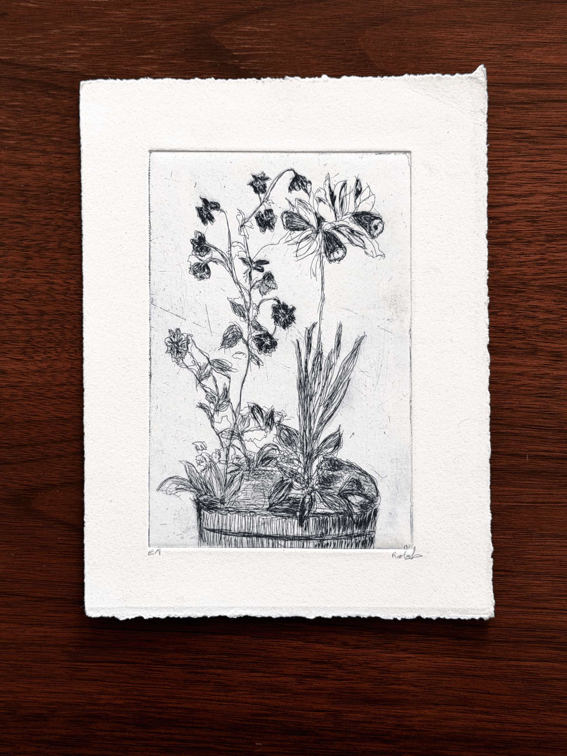 A black and white botanical etching on textured handmade paper, displayed flat on a dark wood background.