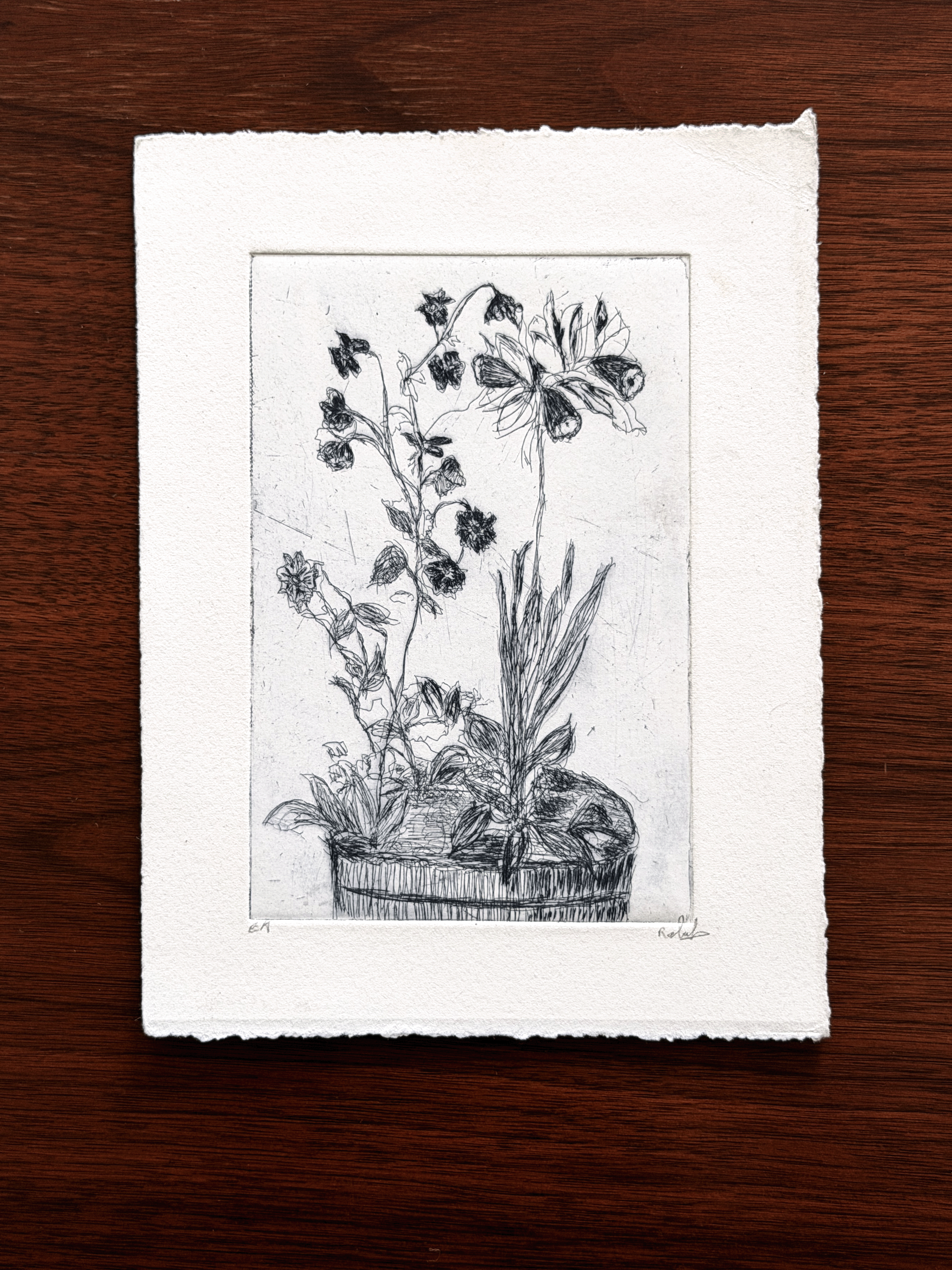 A black and white botanical etching on textured handmade paper, displayed flat on a dark wood background.