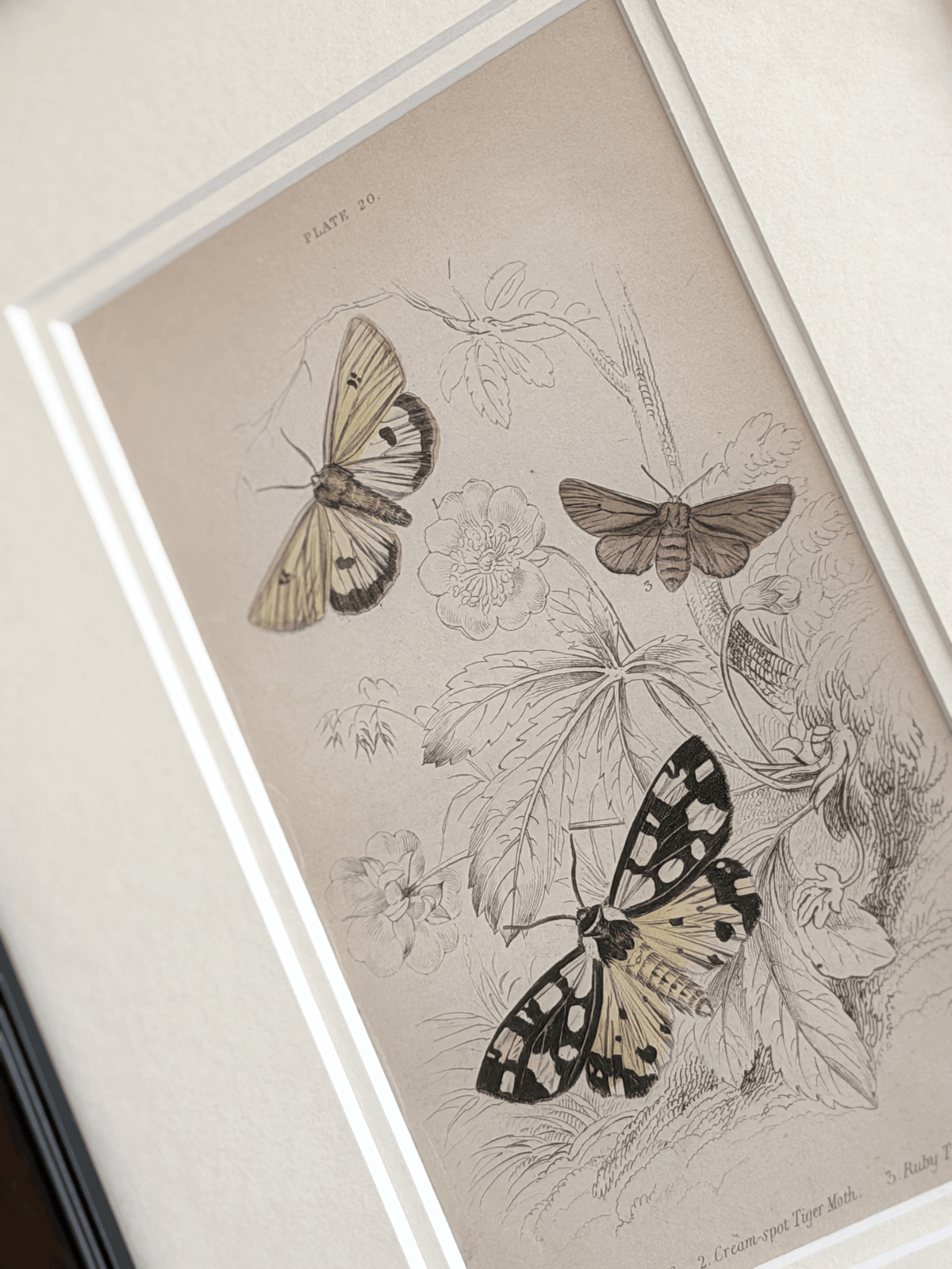 1836 William Home Lizars Hand-Colored Engraving | Plate 20