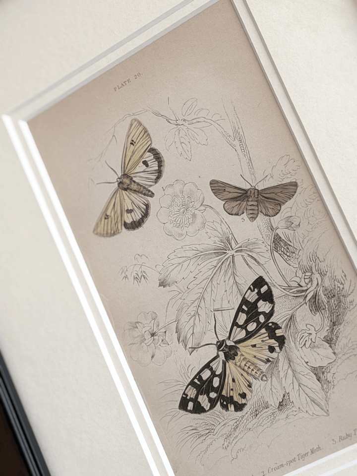 1836 William Home Lizars Hand-Colored Engraving | Plate 20