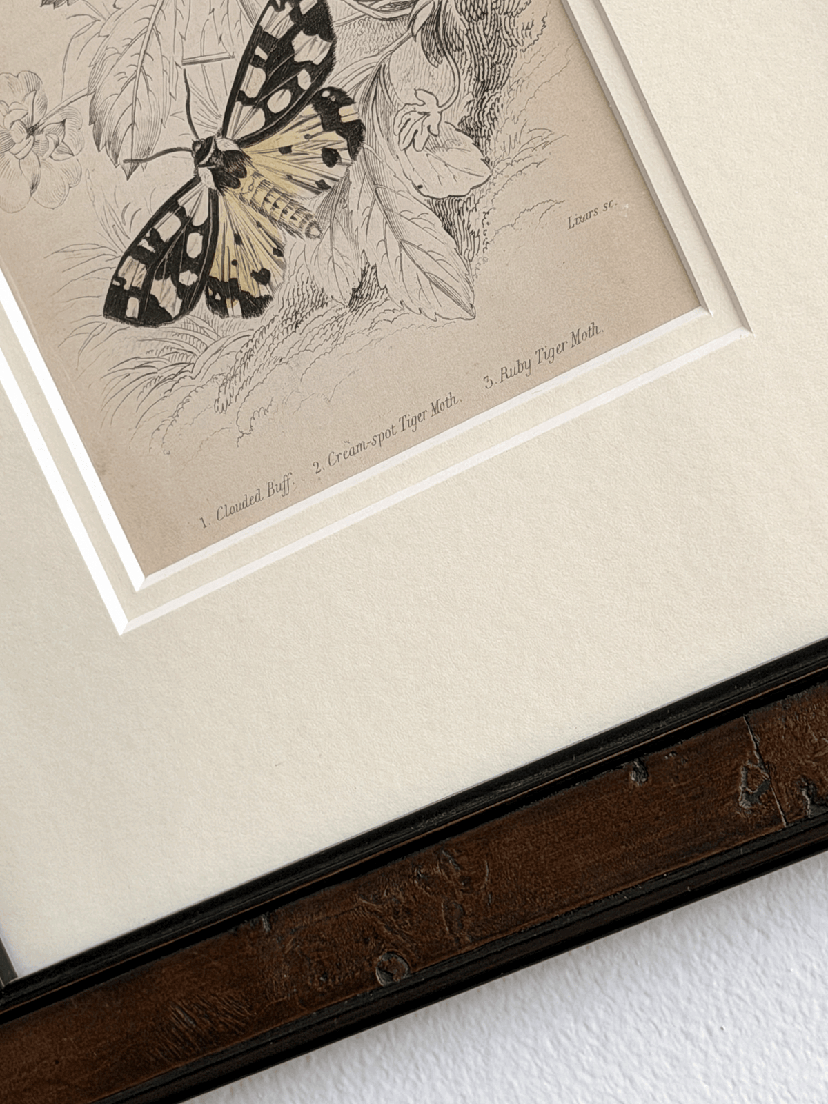 1836 William Home Lizars Hand-Colored Engraving | Plate 20