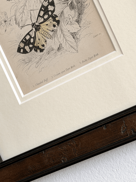 1836 William Home Lizars Hand-Colored Engraving | Plate 20