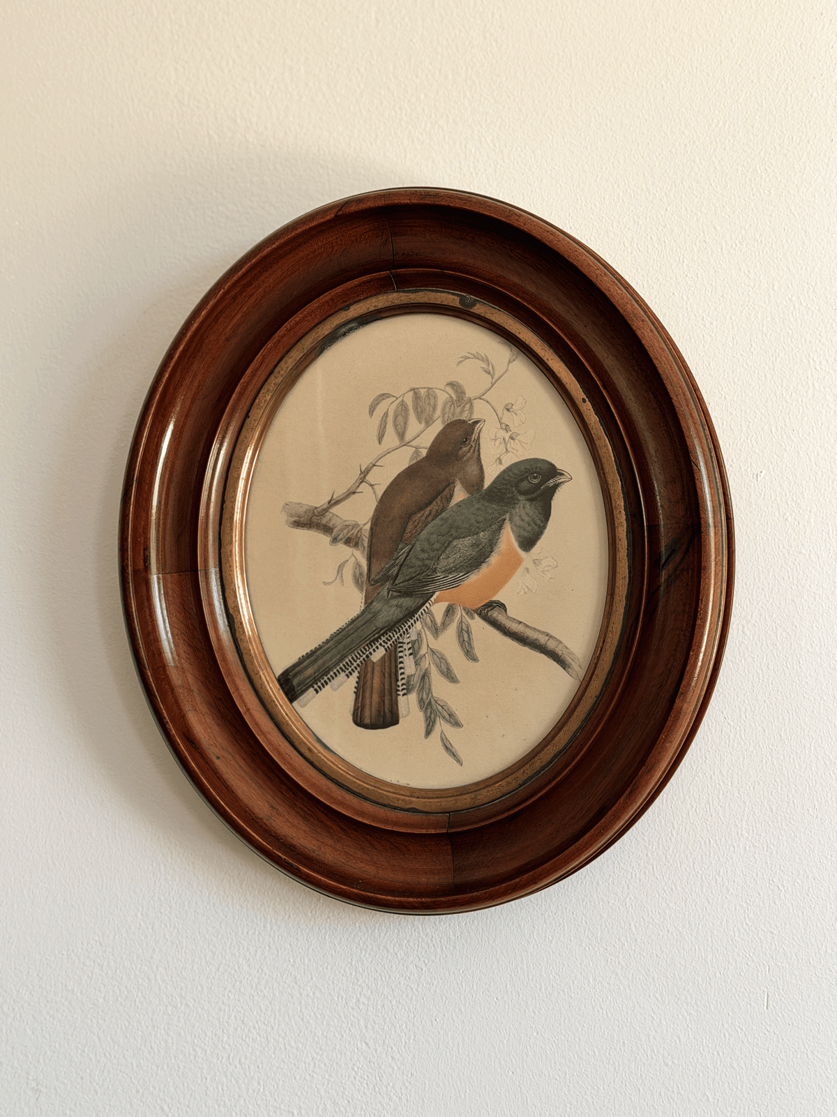 Antique John Gould & William Hart Trogon Bird Lithograph Oval Mahogany Frame