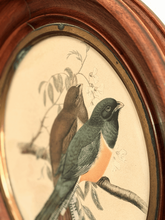 Antique John Gould & William Hart Trogon Bird Lithograph Oval Mahogany Frame