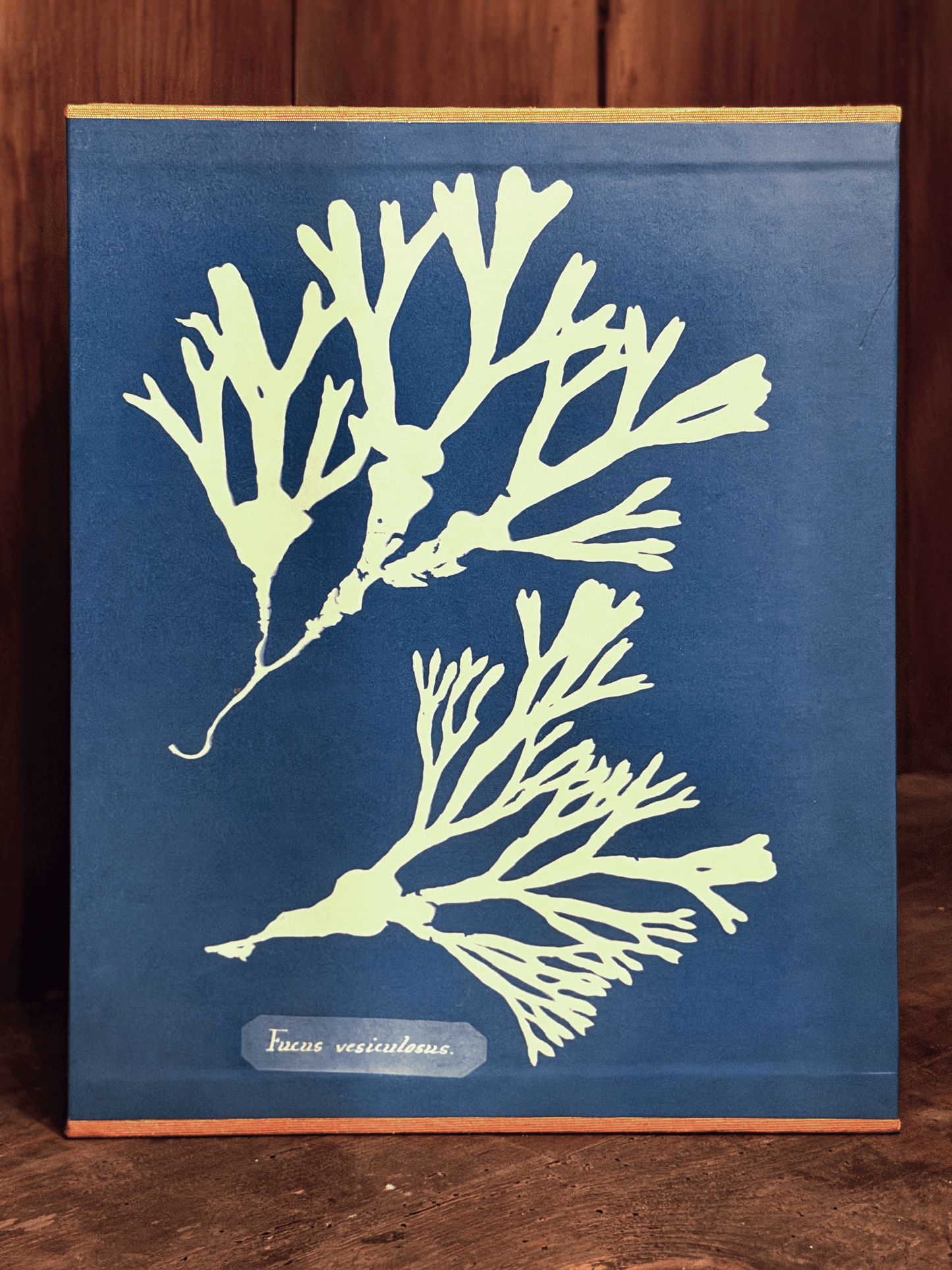 Cyanotypes, Anna Atkins