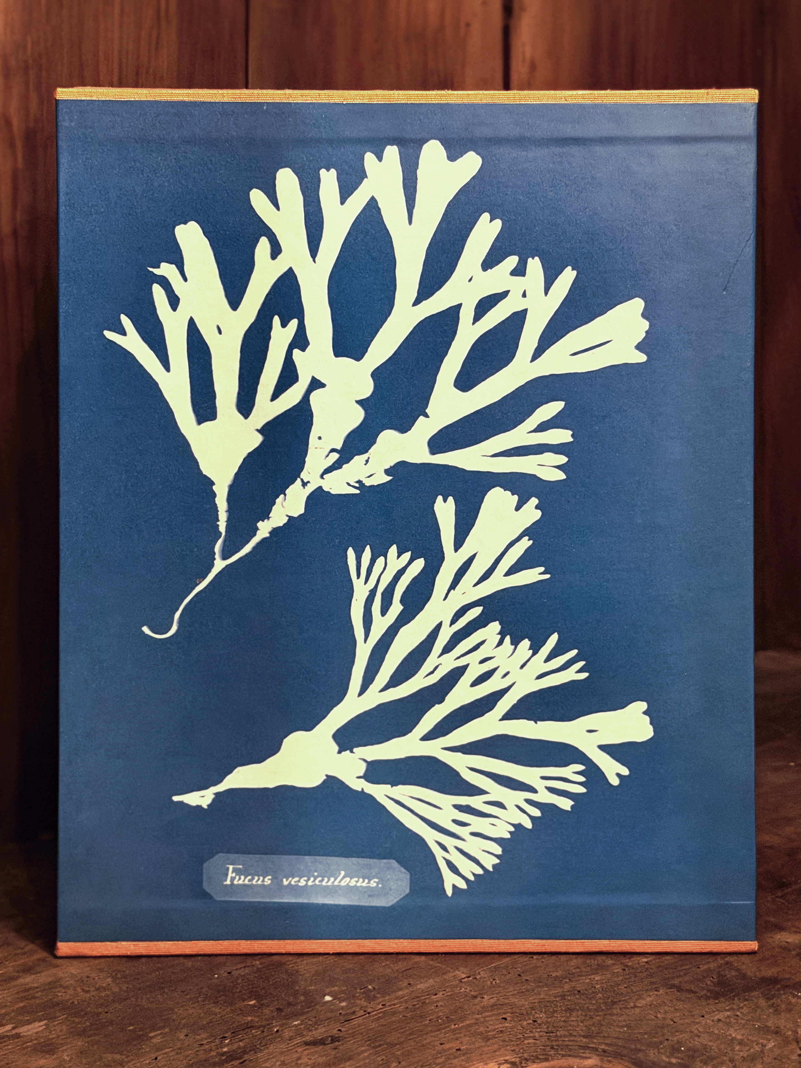 Cyanotypes, Anna Atkins