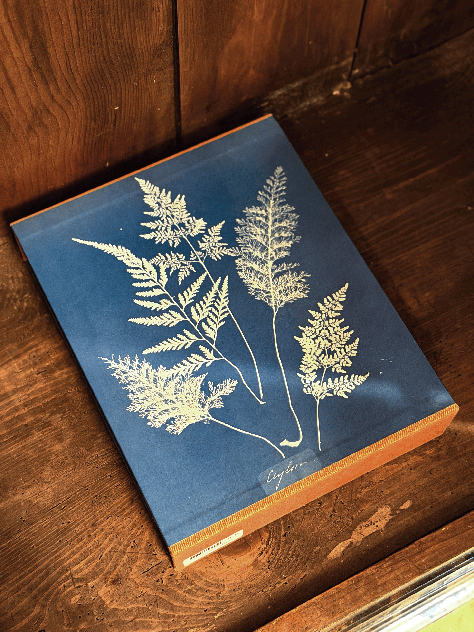 Cyanotypes, Anna Atkins