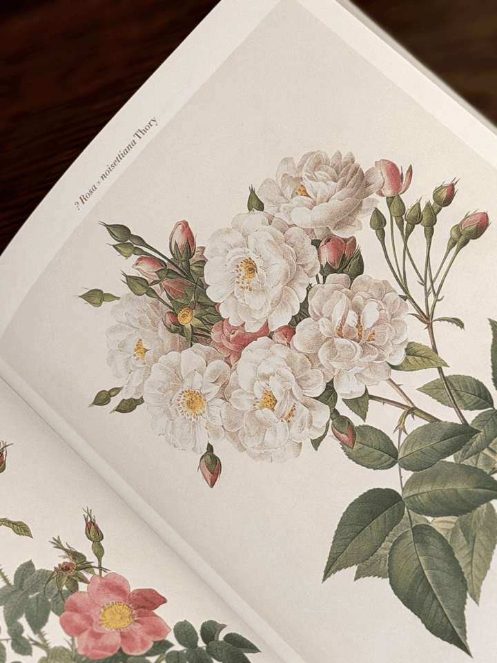The Roses (Pocket Edition), Pierre-Joseph Redouté