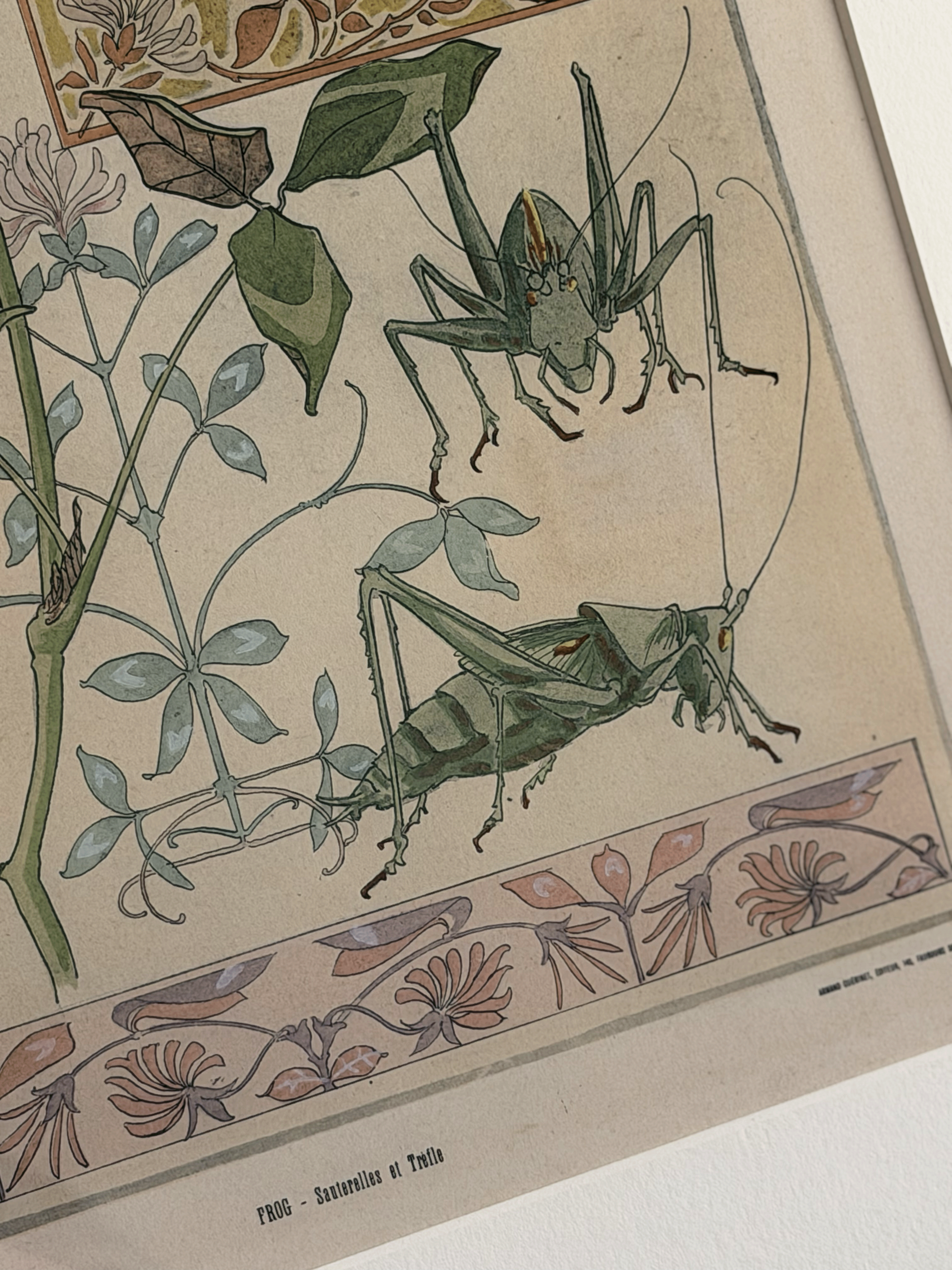 1900 Art Nouveau Design Pochoir, Botanical With Grasshoppers