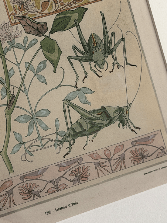 1900 Art Nouveau Design Pochoir, Botanical With Grasshoppers